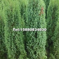 塔柏、蜀儈