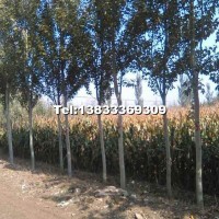 8公分新疆楊