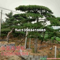 胸徑25公分造型油松