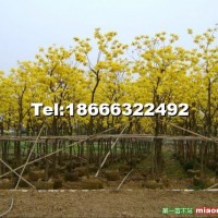 黃花風(fēng)鈴木