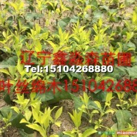 金葉絲綿木接穗