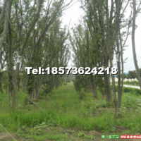 叢生黃連木移栽苗