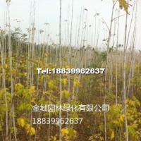 金葉復(fù)葉槭