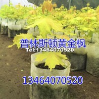 普林斯頓金黃金楓苗