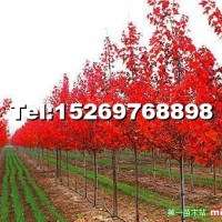 美國(guó)紅點(diǎn)紅楓