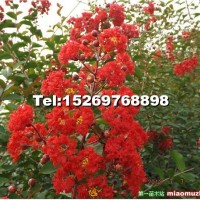 美國(guó)紅火箭紫