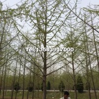 25公分實(shí)生銀杏樹