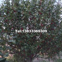 15公分八棱海棠