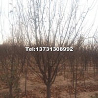 10公分八棱海棠樹