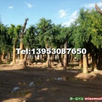 國槐規(guī)格2--40公分