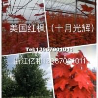 美國紅楓（十月光輝）