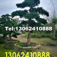 漳州造型羅漢松產(chǎn)地供應(yīng)苗木價格