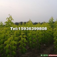 金葉復(fù)葉槭