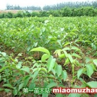 山核桃苗