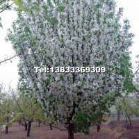 15公分八棱海棠樹