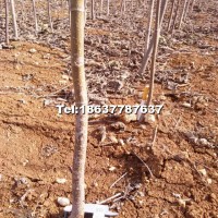 金葉復(fù)葉槭