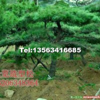 胸徑15造型黑松