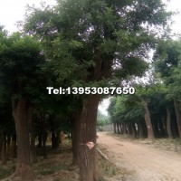 國槐規(guī)格2cm--80公分