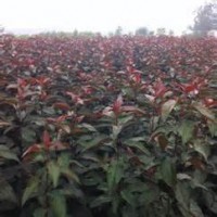 供應(yīng)西府海棠苗