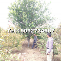 精品海棠樹(shù)