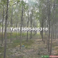 大規(guī)格白蠟樹