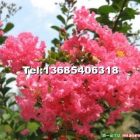 叢生紫薇（百日紅）