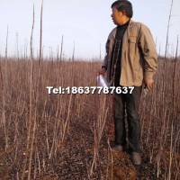 金葉復(fù)葉槭