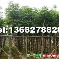 10公分秋楓袋苗