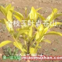 金枝玉葉絲綿木