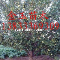 八棱海棠樹(shù)