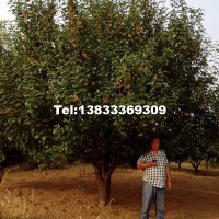 八棱海棠樹(shù)