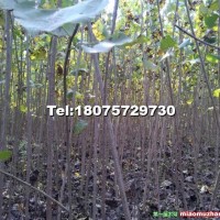速生楊樹(shù)苗