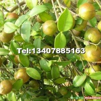 軟枝油茶嫁接苗