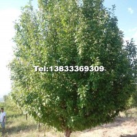 20公分八棱海棠