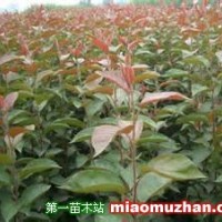 供應(yīng)垂絲海棠苗