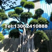 造型小葉榕樁頭/榕樹樁頭/造型榕樹