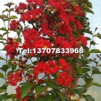 紅火箭紫薇