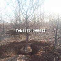 特價(jià)海棠樹