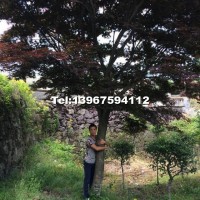 中國(guó)紅楓精品苗