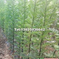 供應(yīng)雙季槐