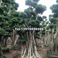 提根多桿吊根造型榕樹(shù)樁頭/小葉榕造景樁頭