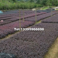 紅花繼木大量地被苗