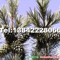 紅松大樹（有果)