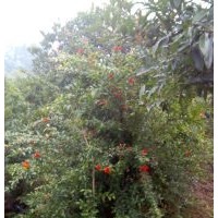 花石榴樹(shù)苗