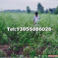 美國(guó)速生垂柳小苗