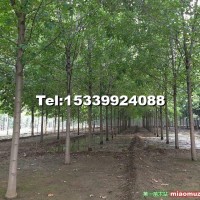 優(yōu)質(zhì)白蠟