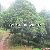 八月桂花樹(shù)（金桂）