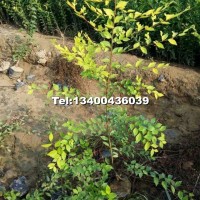 營養(yǎng)杯金葉榆