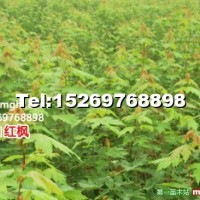 美國(guó)紅點(diǎn)紅楓