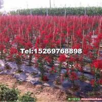 美國(guó)紅火球紫薇